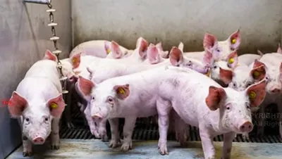 african swine fever  manipur culls 1 781 pigs worth around rs  55 crore at 1 647 farms