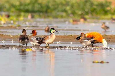 assam cabinet approves major coal power projects amid growing environmental concerns