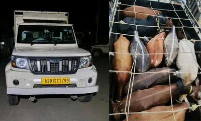 assam  hajo police rescue 28 stolen cattle  arrest six in major smuggling bust