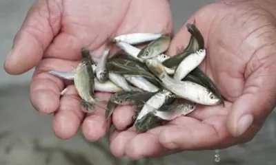 assam  indigenous fish powder initiative matsya paripusti wins karmashree award for child nutrition