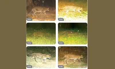 assam  kaziranga records 57 fishing cats  emerges as key freshwater habitat