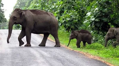 underpasses to be constructed in tripura to mitigate human elephant conflicts