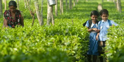 guwahati based anwesha to develop books for tea garden children