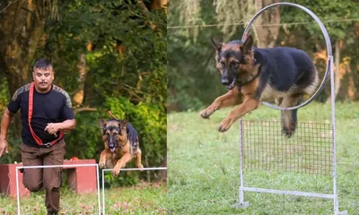 assam  sniffer dog sophie helps protect wildlife in kaziranga national park