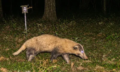 assam  tiger census data reveals significant greater hog badger population in kaziranga