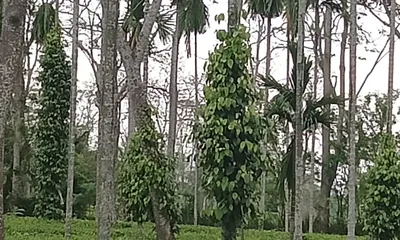 assam’s small tea growers turn to black pepper cultivation for additional income