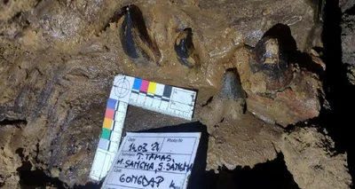 40 million years old rare fossil structures discovered in meghalaya