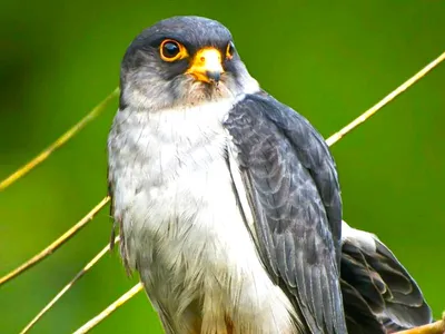 manipur  wii scientist to tag satellite transmitters on amur falcons