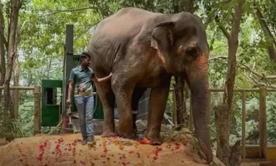 kolhapur residents hold silent march  seek return of elephant mahadevi from gujarat’s vantara