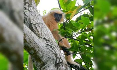 golden langur at risk in assam  electrocution  habitat loss threaten endangered species