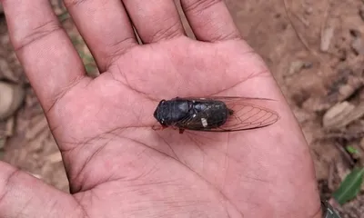 assam  the insect that syncs up with the football world cup