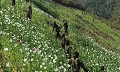 30 acres of poppy fields razed to ground in manipur
