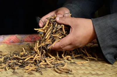 cordyceps harvesters undeterred by lockdown ban in nepal himalayas