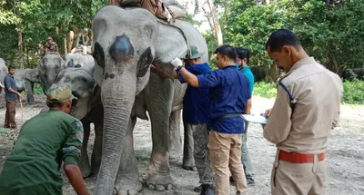 centre unveils new rules for captive elephant transport  amp  wildlife protection
