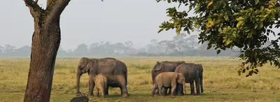 farmers grow paddy for wild elephants in assam to reduce conflicts