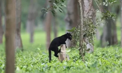 assam  rare melanistic black panther spotted at manas national park