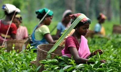 act swiftly to safeguard future of assam s tea industry  atpa