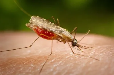 mizoram records highest malaria infection rate in country