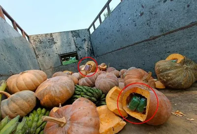 manipur  security forces intercept suspected brown sugar concealed inside pumpkins