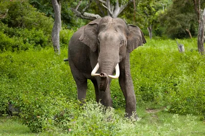 two people from assam apprehended with asiatic elephant tusks at njp railway station