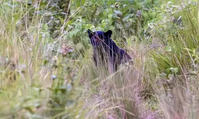 assam  rare melanistic leopard spotted at manas national park