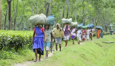land pattas without labour rights  how assam’s tea plantation reforms fail workers
