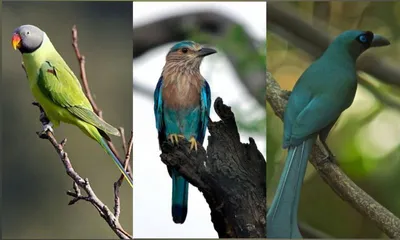 the sacred flight of neelkanth  dussehra symbol of triumph and ecological balance