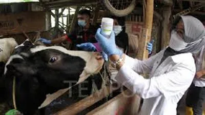 nagaland launches phase iii foot and mouth disease vaccination