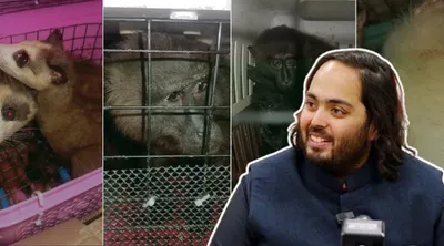 transfer of seized animals from assam zoo to anant ambani s vantara raises questions