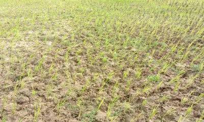 drought crisis deepens in eastern assam  farmers in despair  fields deserted  tea gardens struggling