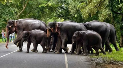 kaziranga national park   are corridors the new age panacea for elephant conservation 