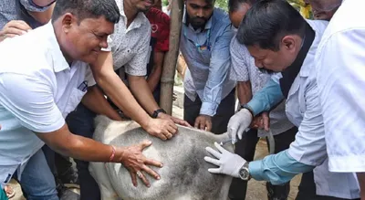 assam minister atul bora under fire for ‘illegally’ administering vaccines to animals