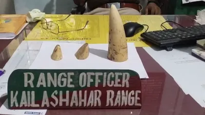 tripura  wildlife smuggling racket busted in unakoti  three elephant tusks seized