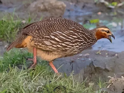 assam  endangered avian species killed and eaten in lakhimpur