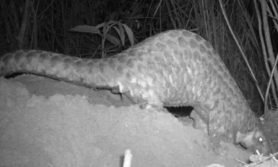 indigenous knowledge helps track critically endangered chinese pangolins in arunachal pradesh