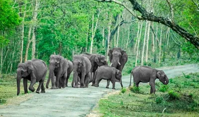 assam faces alarming rise in human elephant conflict amid rapid habitat loss