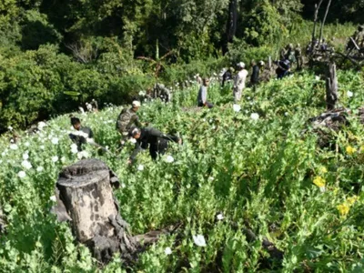 manipur  10 acres of illegal poppy cultivation razed near indo myanmar border
