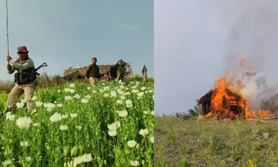 manipur  4 acres of poppy fields  farm huts destroyed in kangpokpi