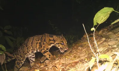assam  rare clouded leopard captured on camera trap in kakoi reserve forest