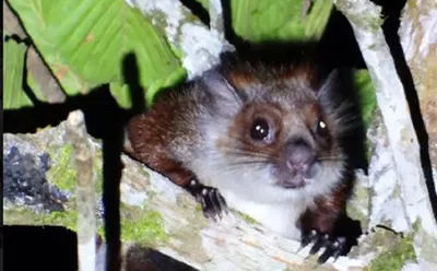 arunachal  namdapha flying squirrel rediscovered 