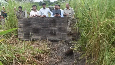 assam  nine pygmy hogs released back in manas national park