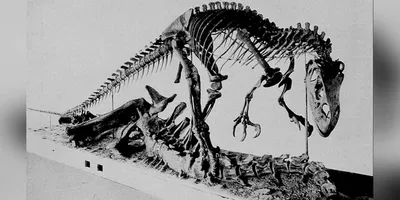 career opportunities in palaeontology