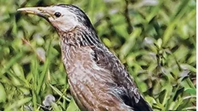 rare bird spotted in manipur for the first time