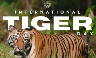 assam  cm himanta biswa sarma highlights tiger conservation achievements on international tiger day