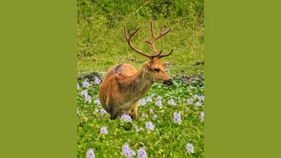 assam  barasingha spotted in kaziranga s wetlands highlighting rich biodiversity