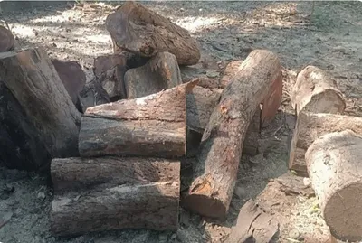 assam  numerous logs of illegally cut khair trees recovered in lakhimpur