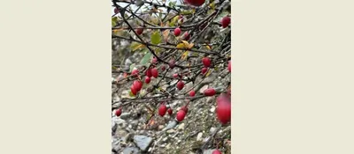 arunachal  new berberis species discovered in tawang s high altitude forests