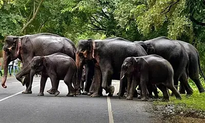 tripura  nhidcl  railways urged to build elephant underpasses to curb man animal conflict