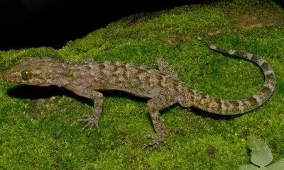 assam  new bent toed gecko species discovered in kokrajhar district