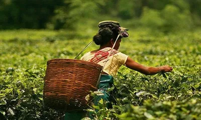 india uk trade deal to kick off with first tea shipment to britain